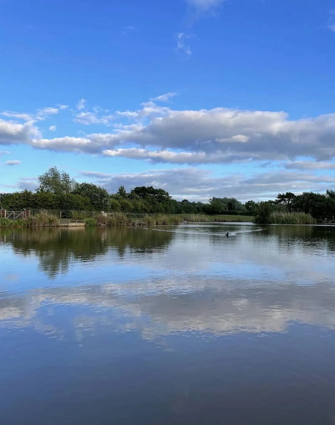 Dog swimming in the lake at dog-friendly Wagtail Park, York